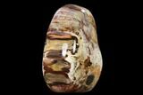 Free-Standing, Polished Petrified Wood - Madagascar #149340-2